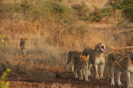 Pride of lions