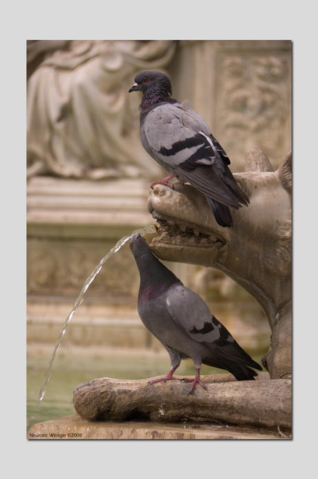 Siena - Pigeons
