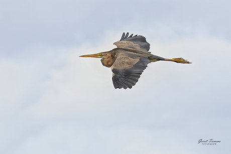 Purperreiger in de vlucht
