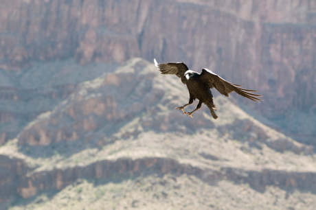 Bird @ Grand canyon