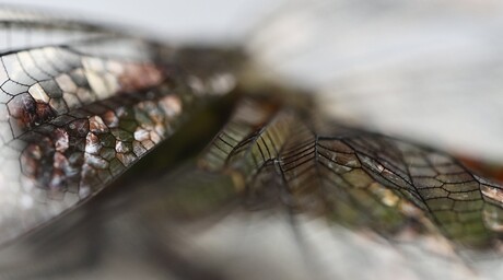 Vleugel libelle