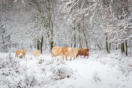 winterslandschap met runderen