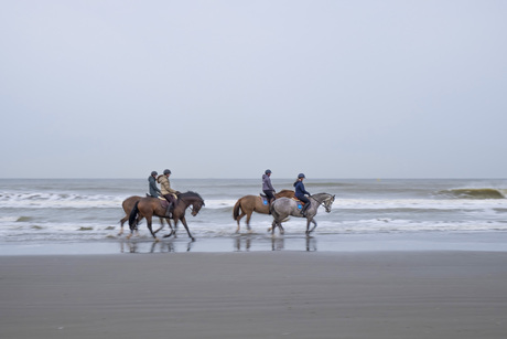 paarden op het strand