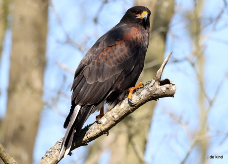 woestijnbuizerd