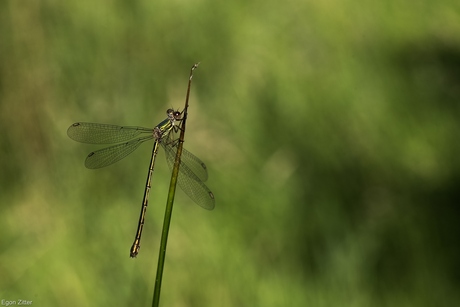 juffer in het groen