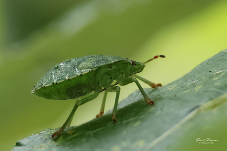Groene schildwants