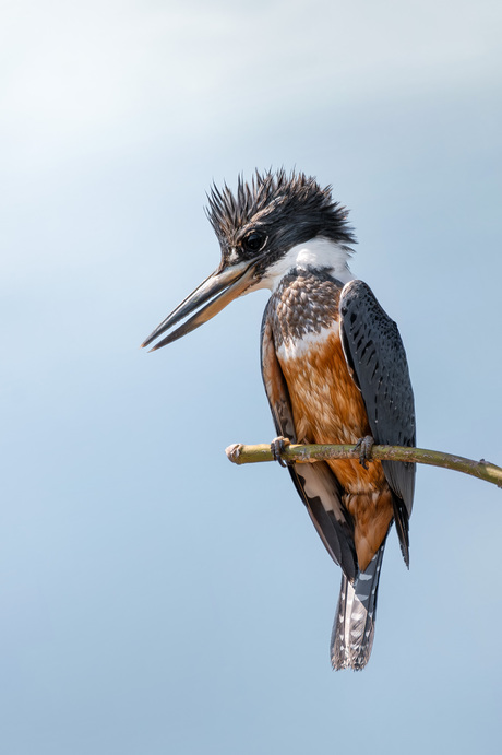 Amerikaanse reuzenijsvogel