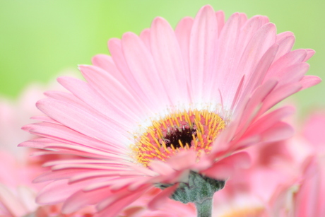 Roze gerbera...