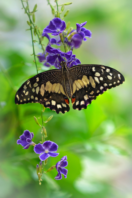 Vlinder