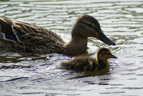 Mama en haar kleintje