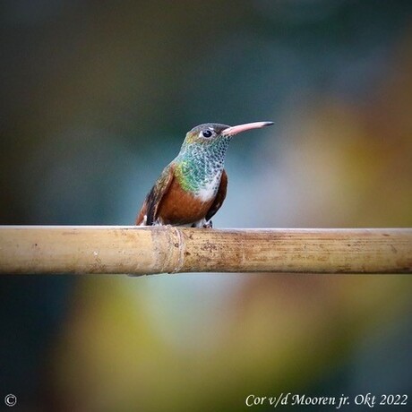 Kolibrie uit Klein Costa Rica .nl