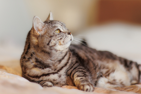 Frizzle, Brits Korthaar