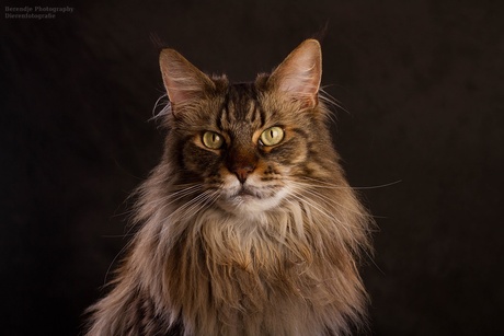 Maine Coon