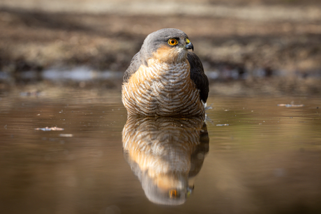 Sperwer in het water