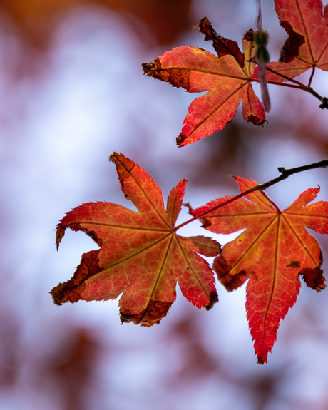 Acer palmatum