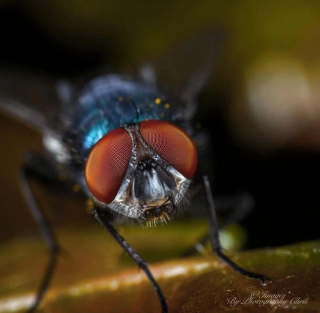 Vlieg in Close-up