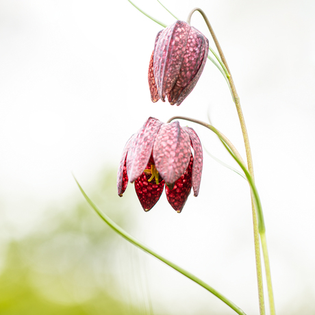 Kievitsbloemen in de tuin.