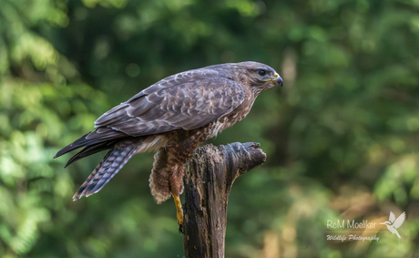 De buizerd.