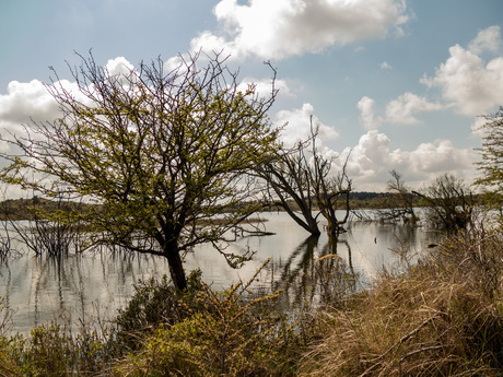 Vogelmeer 