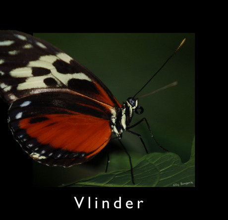 Vlinder