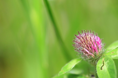 klaver bloem