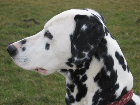 Dalmatier Chico