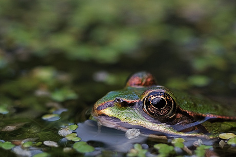 Colorfull frog