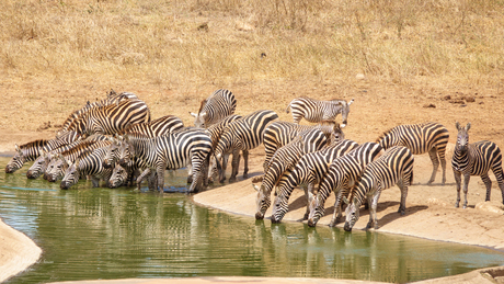 Waterhole met zeebra's