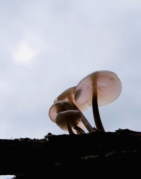 paddestoelen