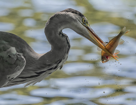 De reiger en zijn vangst