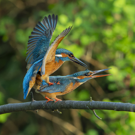 liefde onder de ijsvogels