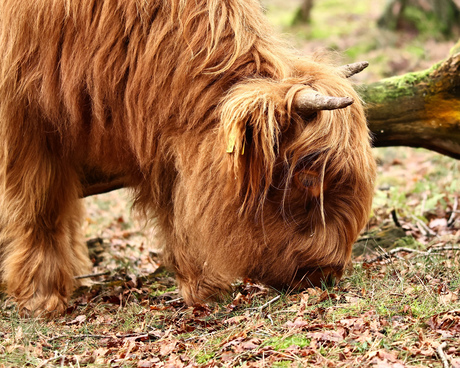 Schotse Hooglander 