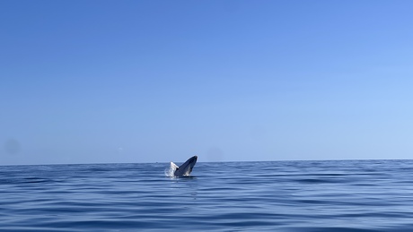Hervey Bay - Australië