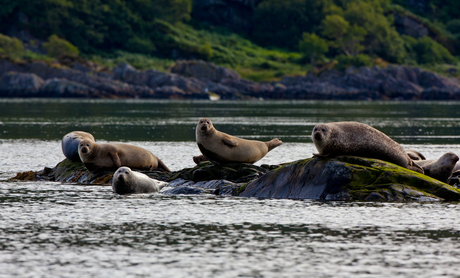 zeehonden, Lochals, Schotland