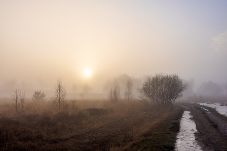 Mistige koude heide