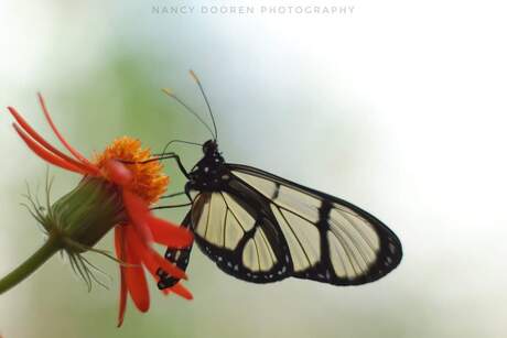 Grote glasvleugel vlinder 