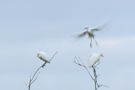 "Prepare for landing"