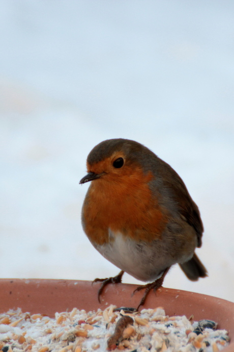 Oproep vogelbescherming