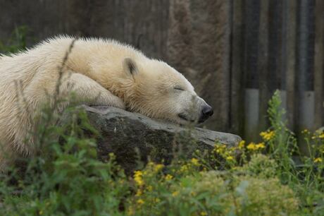 Sweet dreams little polar bear