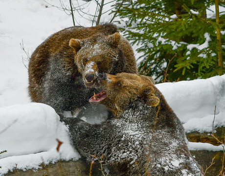 Spelende beren in het Beierse woud