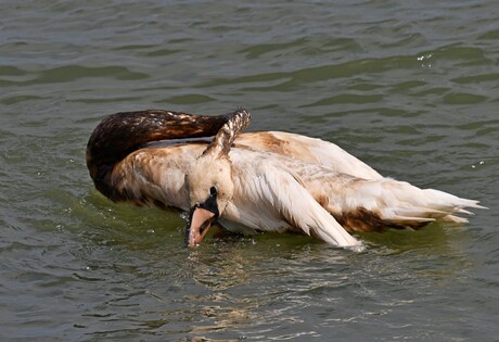 Mijn vogelhart huilt !!