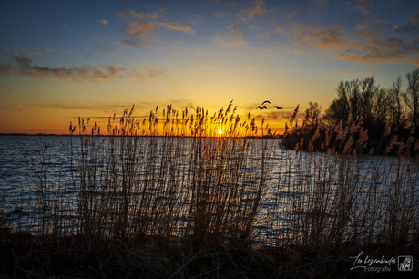 Blauwe uurtje