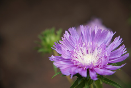 Aster