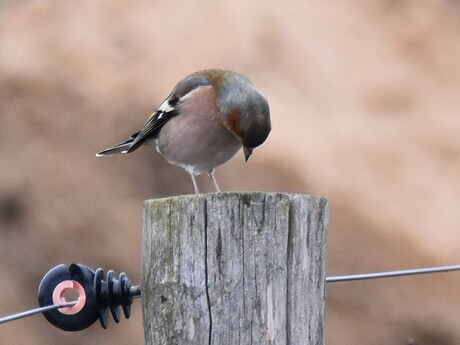 Vink - Fringilla coelebs