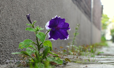 "Loneliness on the street"