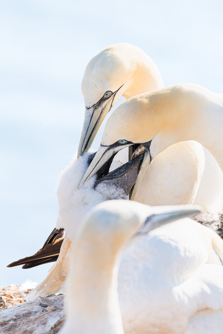 jan van gent koppel voedert jong