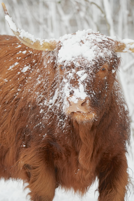 Schotse Hooglander in de sneeuw