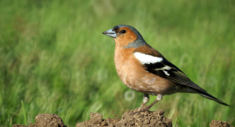 Vink