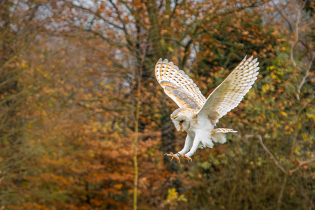 Landing ingezet