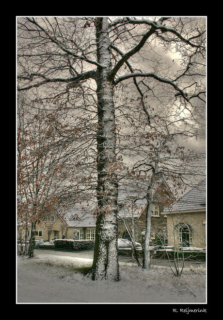 hoge bomen vangen veel sneeuw